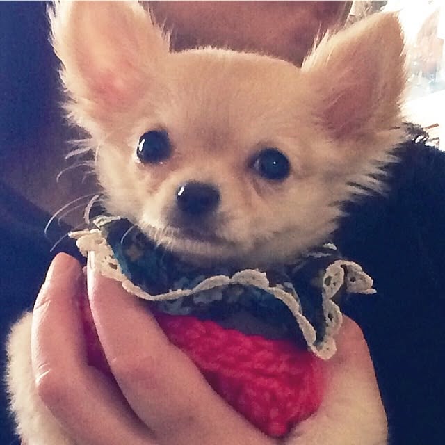 minnieさんの部屋