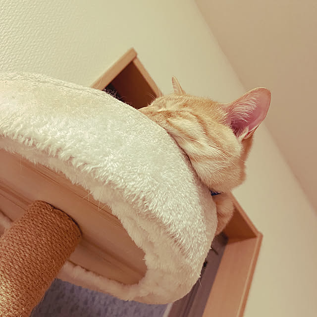 chiiさんの実例写真