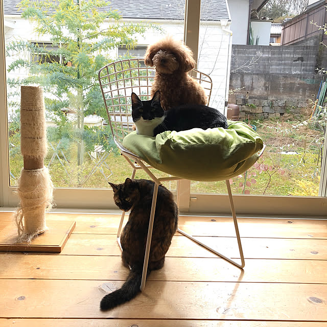 blanchomeさんの実例写真