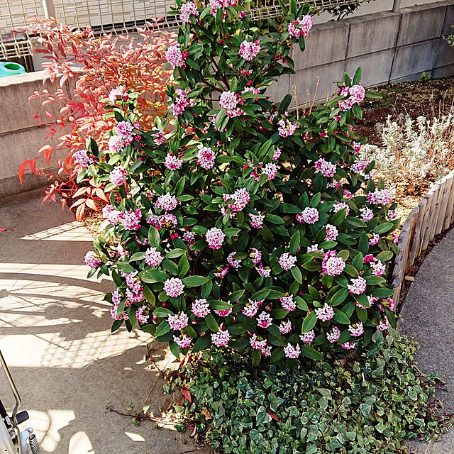 chisa.mioさんの実例写真