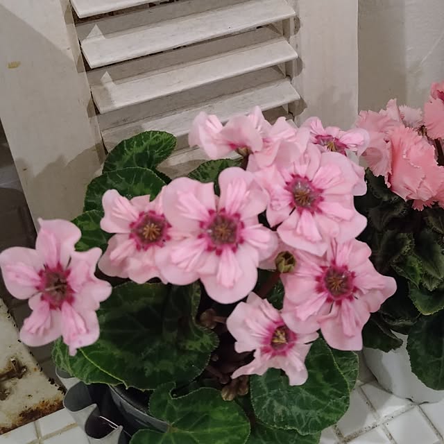 kiyosukeさんの実例写真