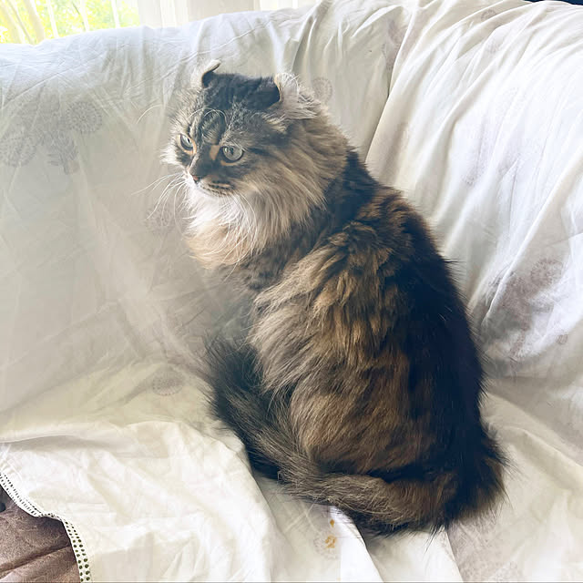 louisさんの実例写真