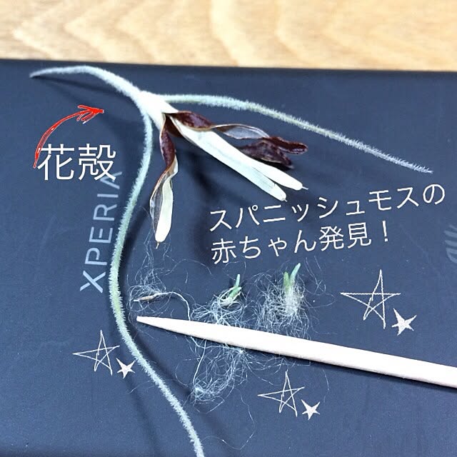 lovelinさんの実例写真