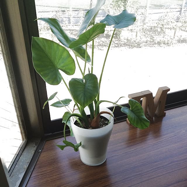 Maudieさんの実例写真