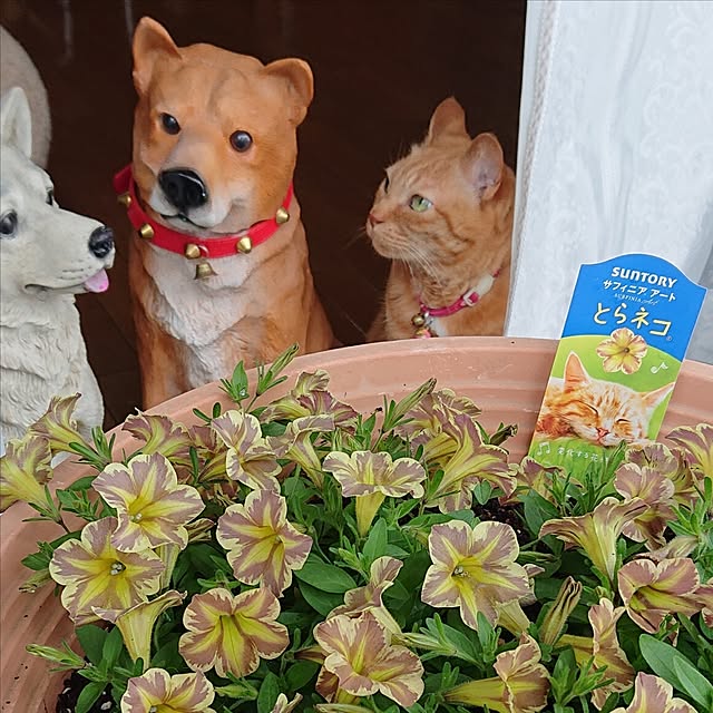NOAHさんの部屋