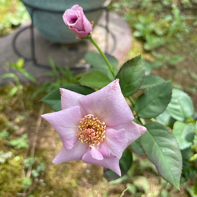 机/花びらが上品/たそがれ(フロリダパンダ)/雨24℃/このカラーが好き！...などのインテリア実例 - 2025-08-10 10:54:05