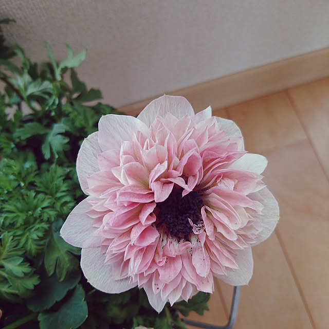 kuremaさんの実例写真