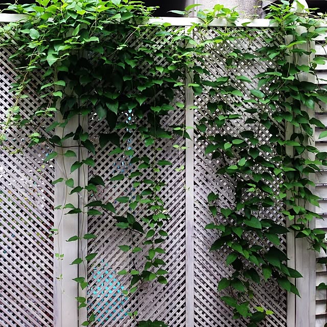 PANNAさんの実例写真