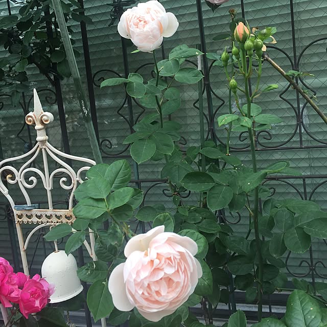 greenroseさんの実例写真