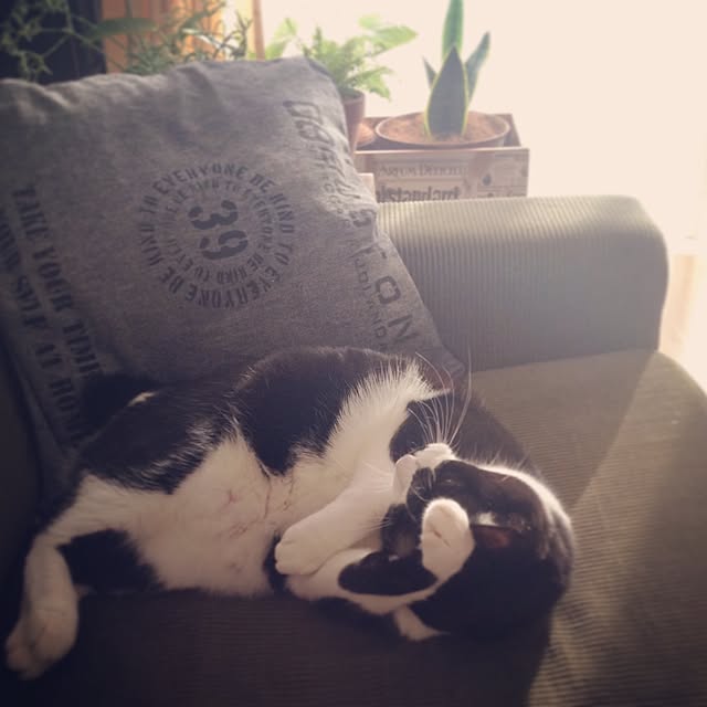 mikasakuさんの実例写真