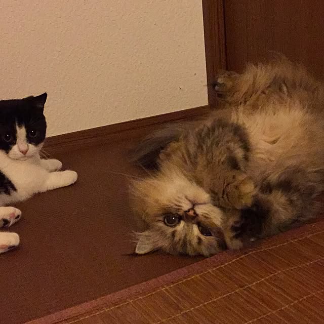 butachanさんの実例写真