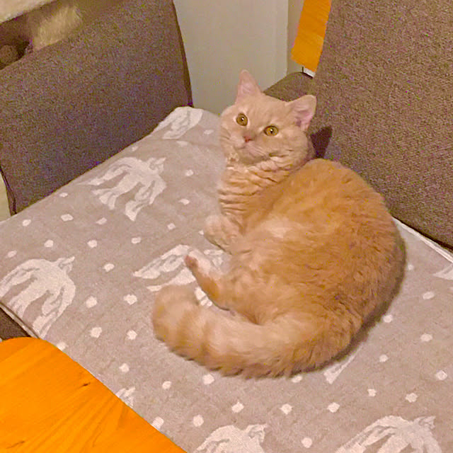 naokoさんの実例写真