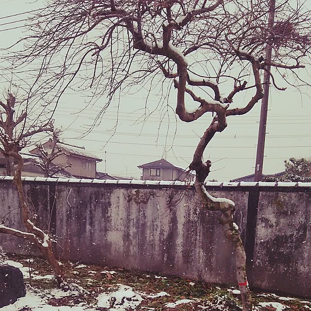 kuromiさんの実例写真