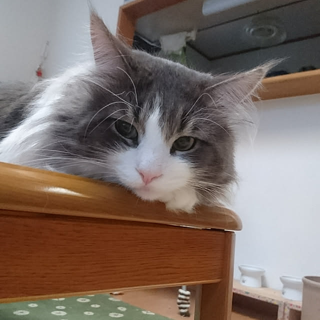shinobuさんの実例写真