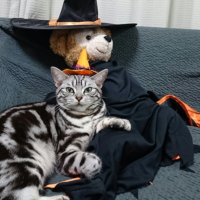 CatClipさんの実例写真