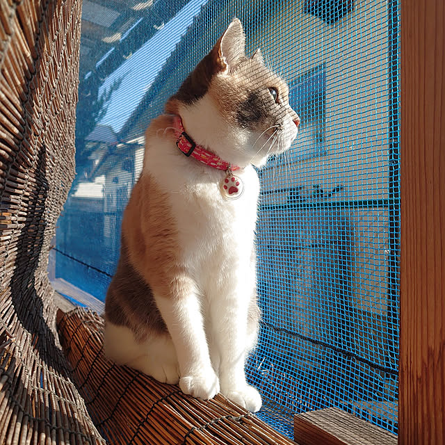 fukuさんの実例写真