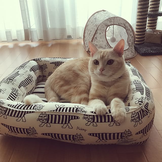 hiyupan88さんの実例写真