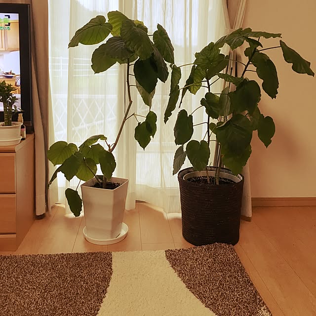 Maiさんの実例写真