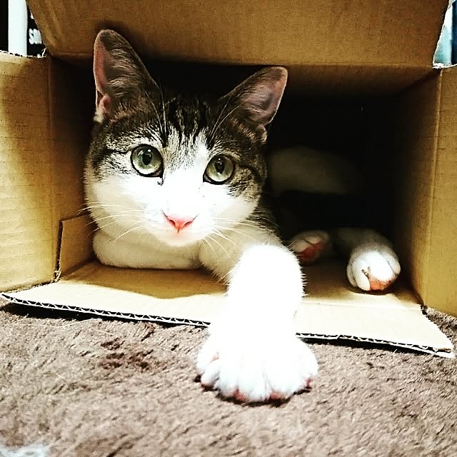 kiraさんの実例写真
