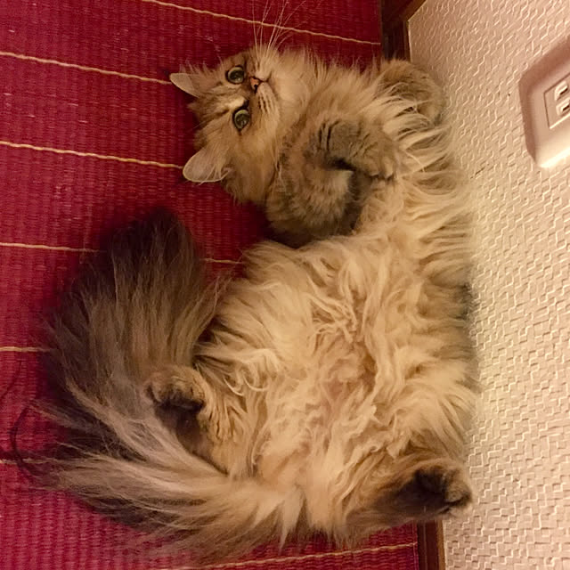 butachanさんの実例写真