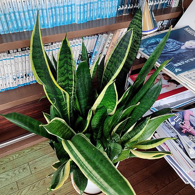 kiraさんの部屋
