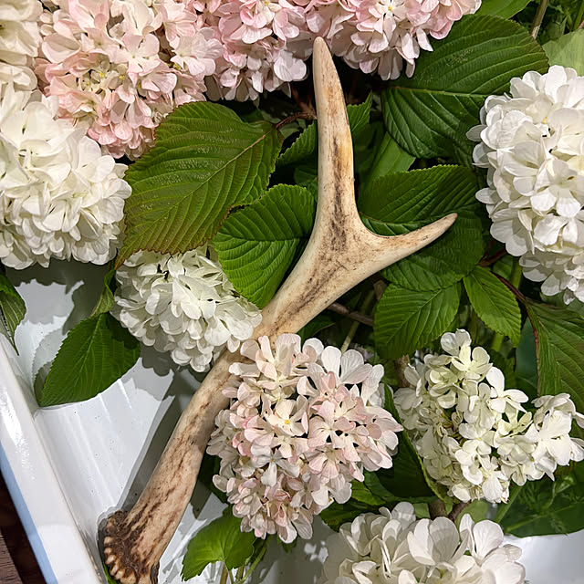 cotaさんの部屋
