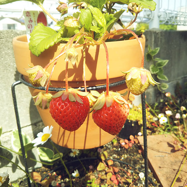 eriponさんの実例写真