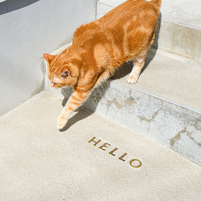 shiiiさんの実例写真