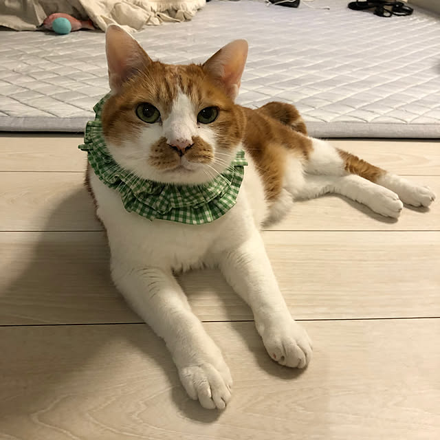 mikenekoさんの部屋