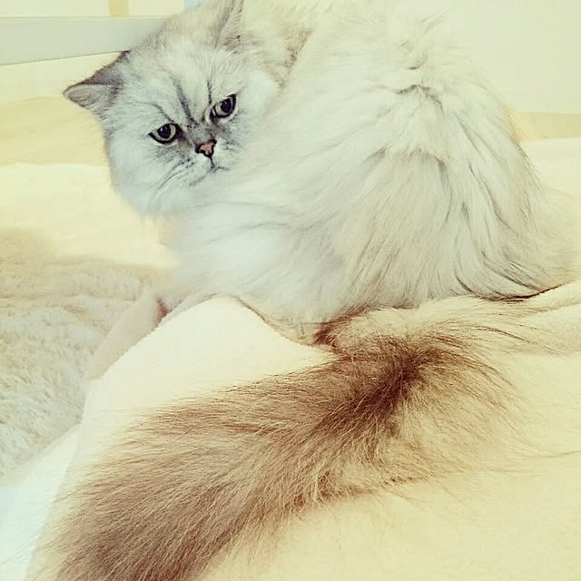 marikoさんの実例写真