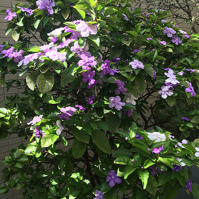 お花のある暮らし/大きくなりました♡/今年も咲く/鉢植え/華やか...などのインテリア実例 - 2021-05-04 18:58:58