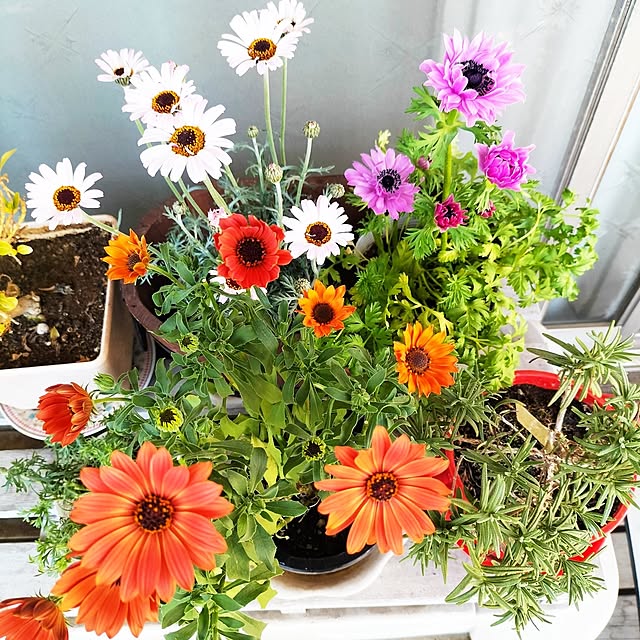 niniさんの実例写真