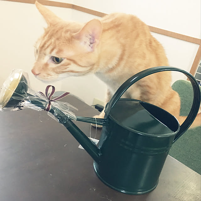 Yukinekoさんの実例写真
