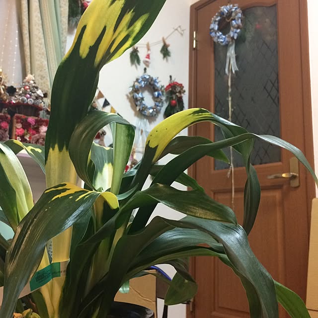 misa_さんの実例写真