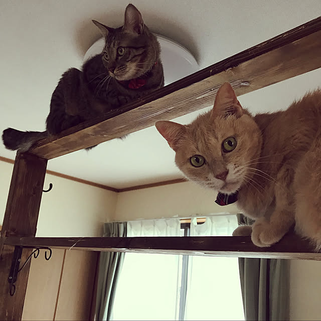 mikan161さんの実例写真