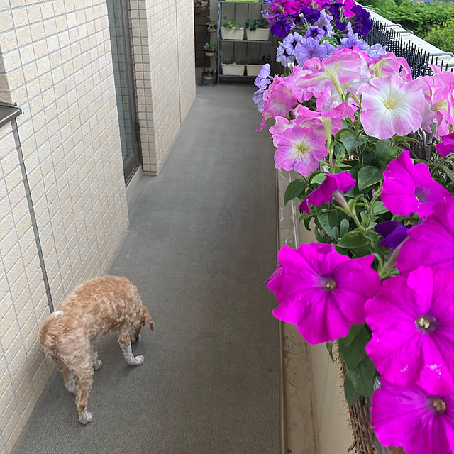 marukoさんの実例写真