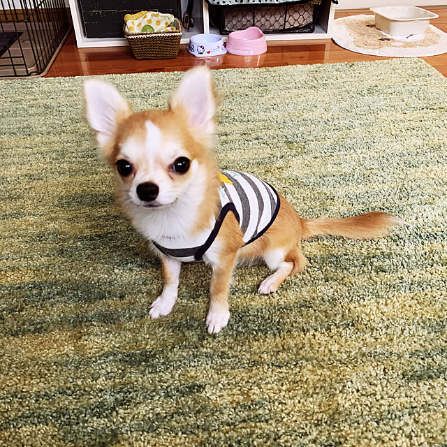moko7ruiさんの実例写真