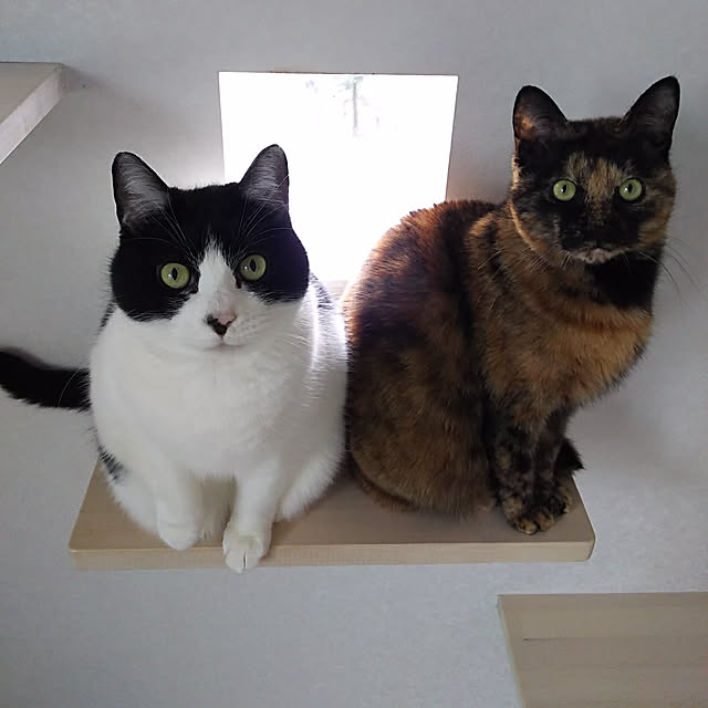 ohagiさんの実例写真