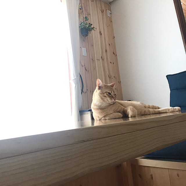 snowさんの実例写真