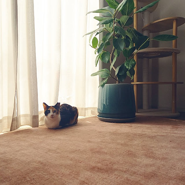 Green-leaf.1206さんの実例写真