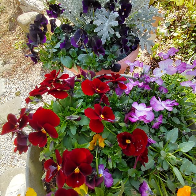 salacocoさんの部屋