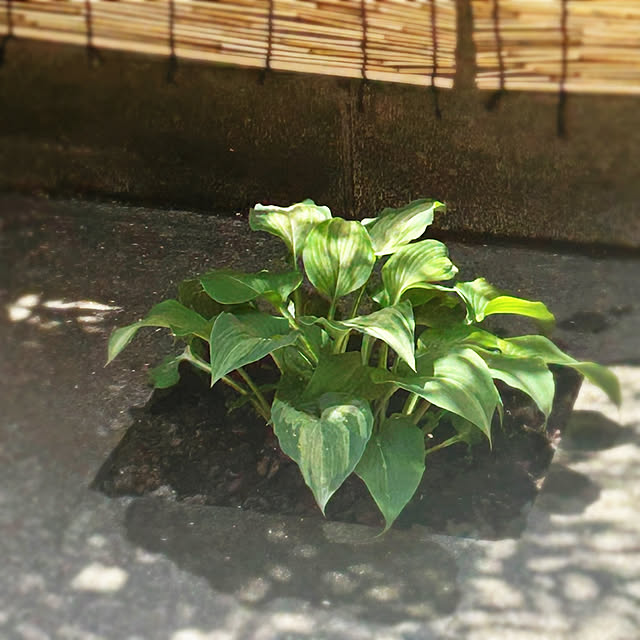 Ruriさんの部屋