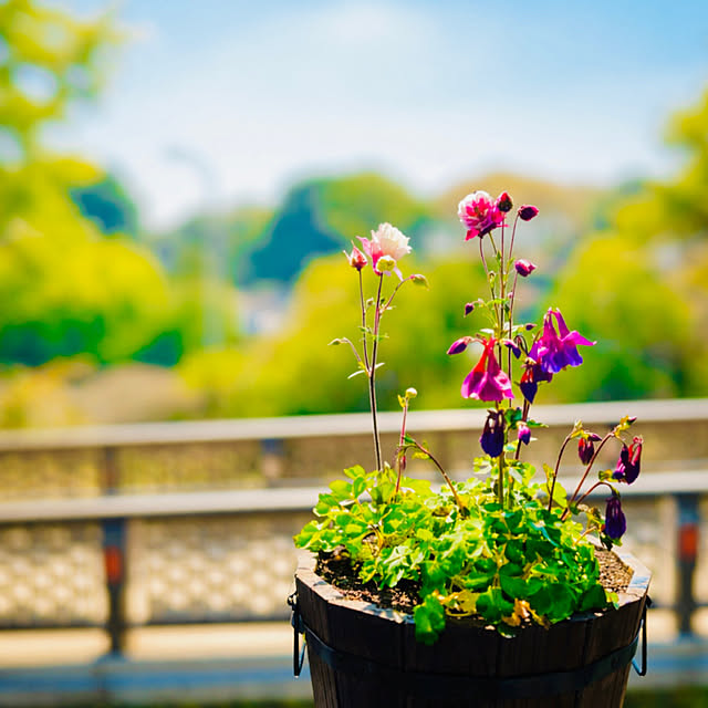roenさんの実例写真