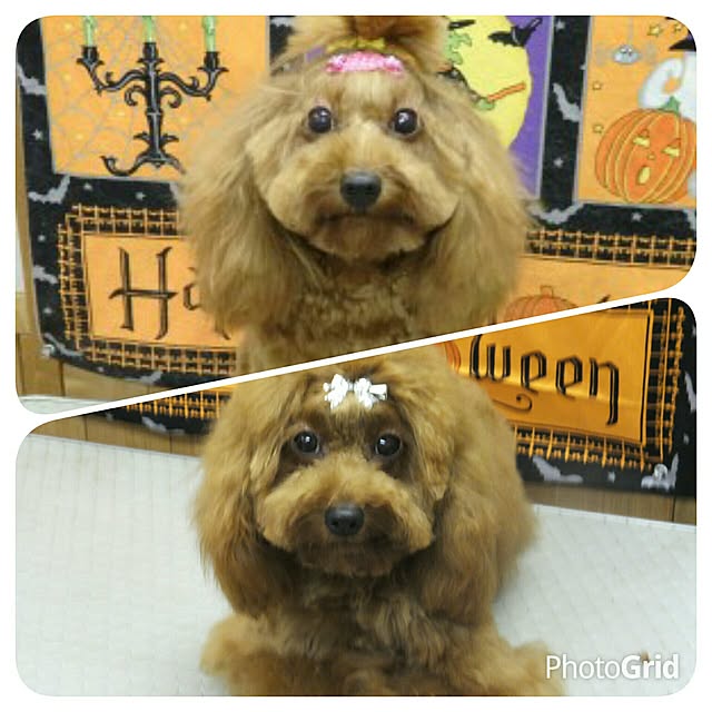 junkokoさんの実例写真