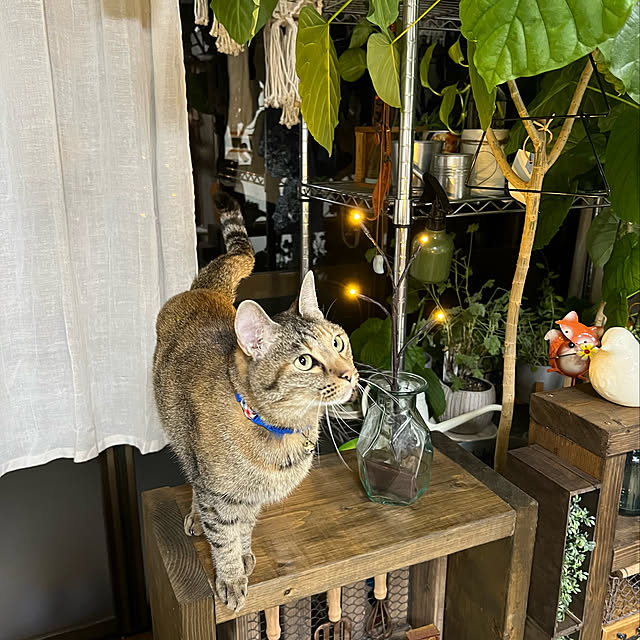 mohhaさんの実例写真