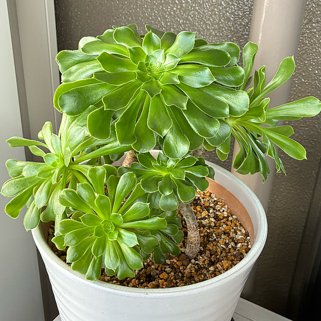 koshiregutyoさんの部屋