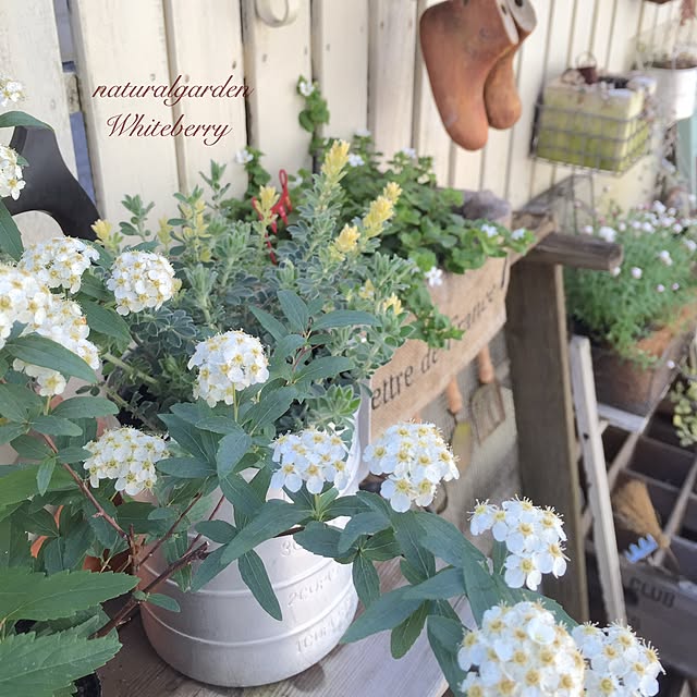 Whiteberryさんの実例写真
