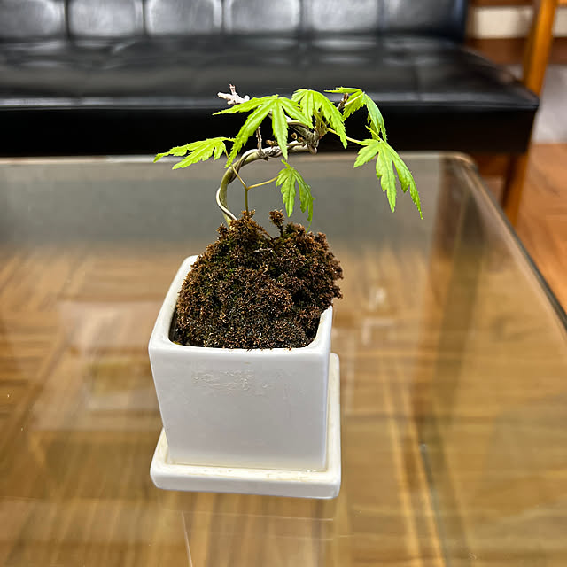 sakakenさんの部屋