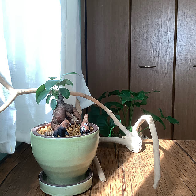 naive.coccoさんの実例写真