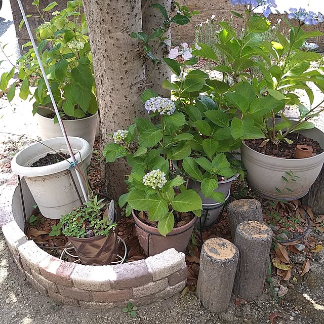 ameamekaasanさんの部屋